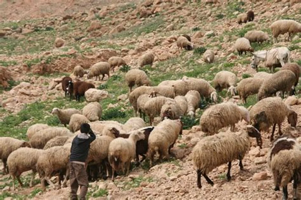 قصة أغرب من الخيال.. كيف أصبح راعي أغنام سوداني مليونيرًا في لحظة؟