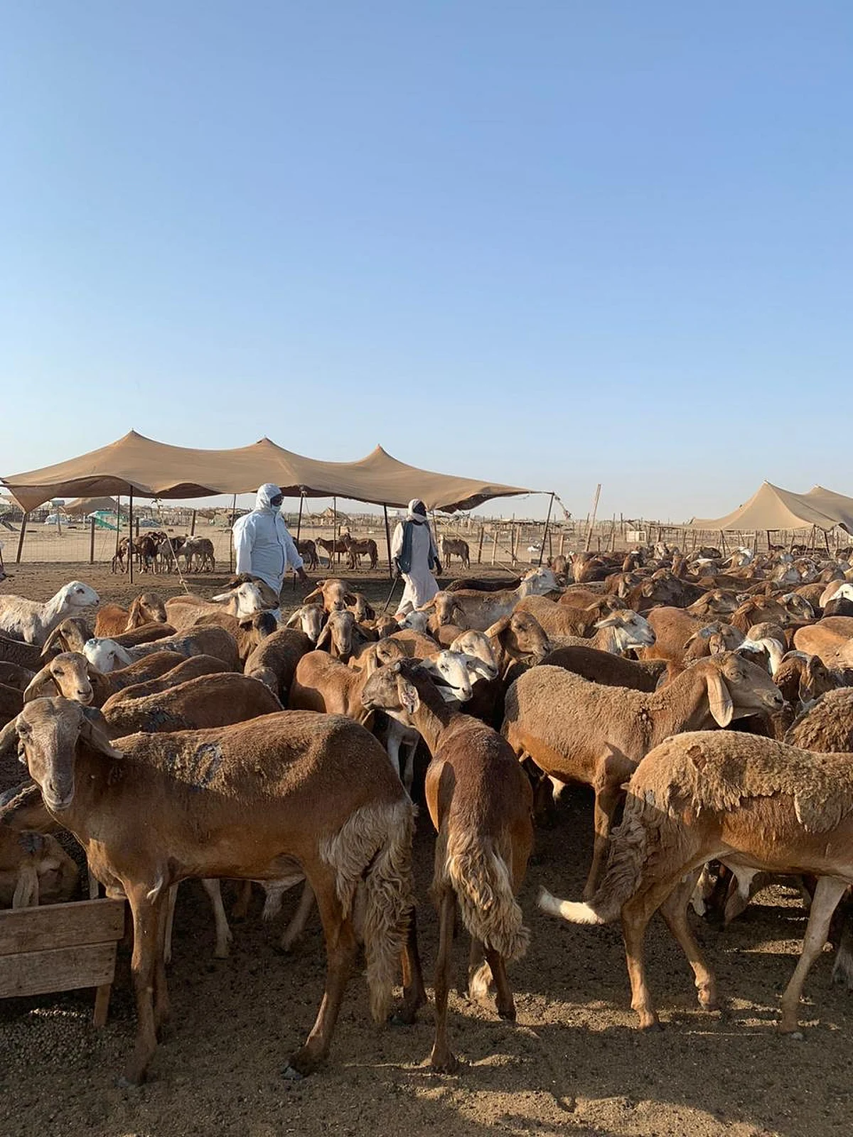 بعد المقطع المتداول.. "بيئة مكة" تنفي فرض رسوم على رؤوس الأغنام بسوق المواشي
