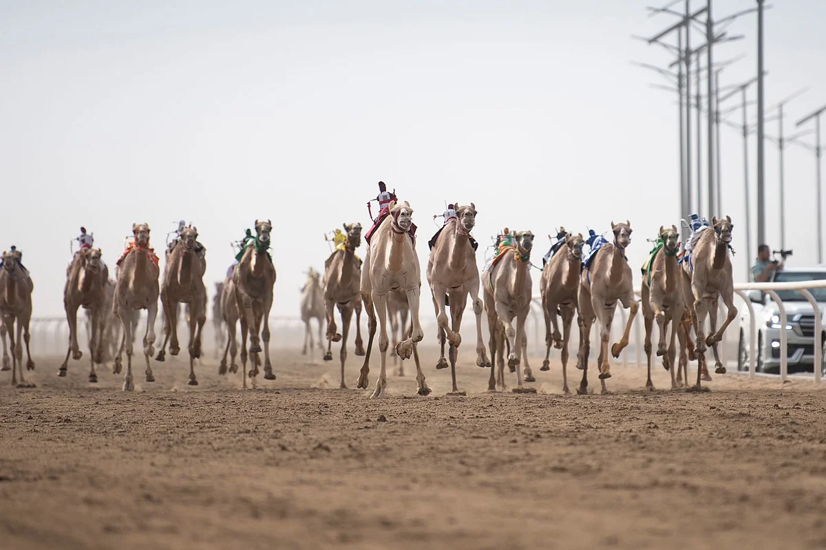 جانب من منافسات مهرجان ولي العهد للهجن