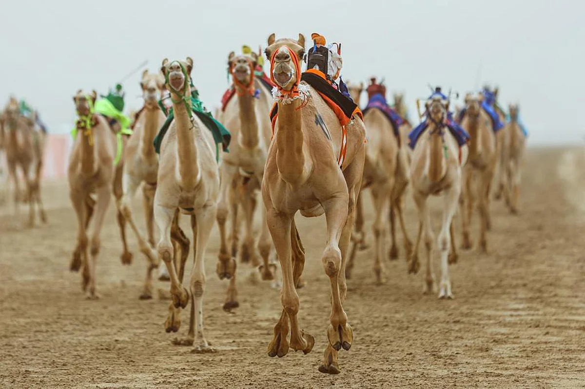 جانب من منافسات مهرجان ولي العهد للهجن
