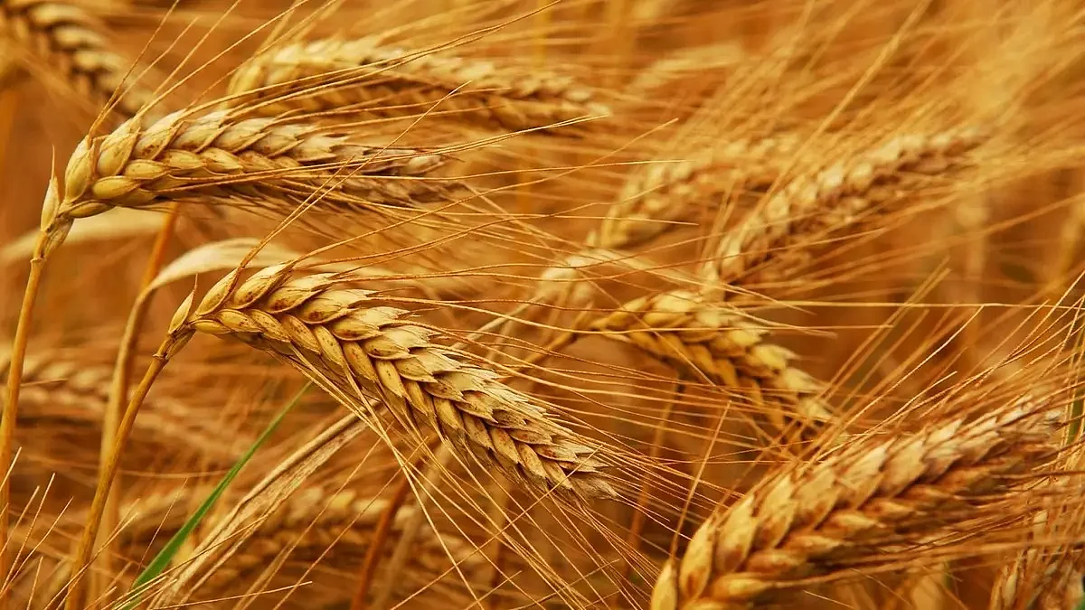 أسعار القمح ترتفع عقب تعليق روسيا لاتفاقية تصدير الحبوب