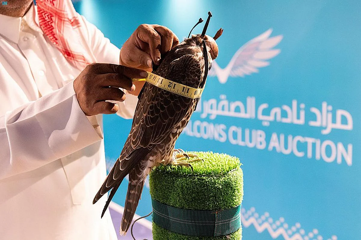 3 طواريح يكسبون 150 ألف ريال في الليلة الثالثة لمزاد نادي الصقور