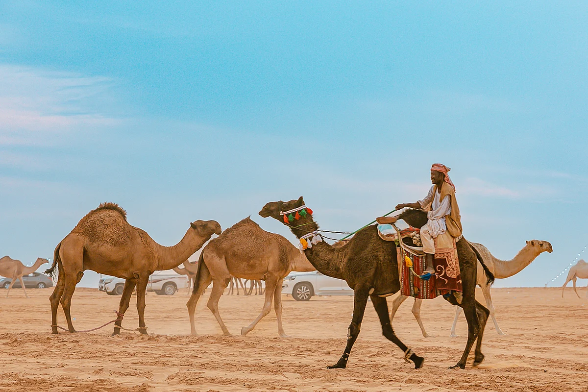 أكثر من 8 ملايين ريال حصيلة مبيعات مهرجان العقيلات لمزاد الإبل بالقصيم في يومه الثاني