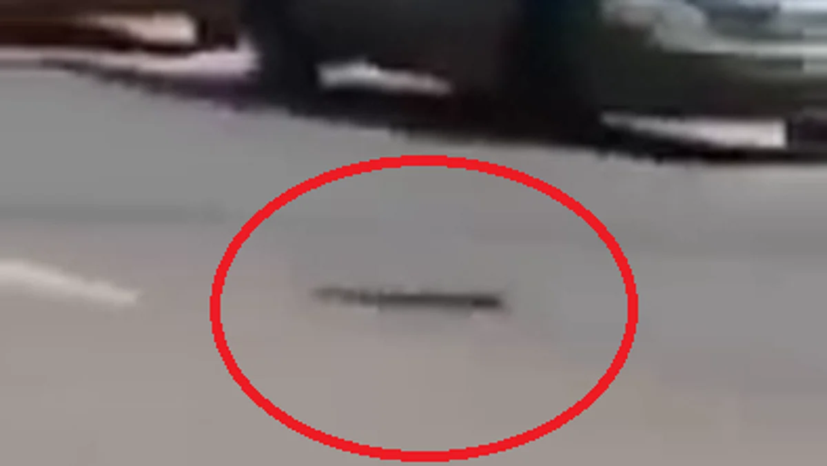 فيديو لواقعة غريبة.. هذا ما فعلته أفعى كوبرا بسيارات على طريق في ليبيا