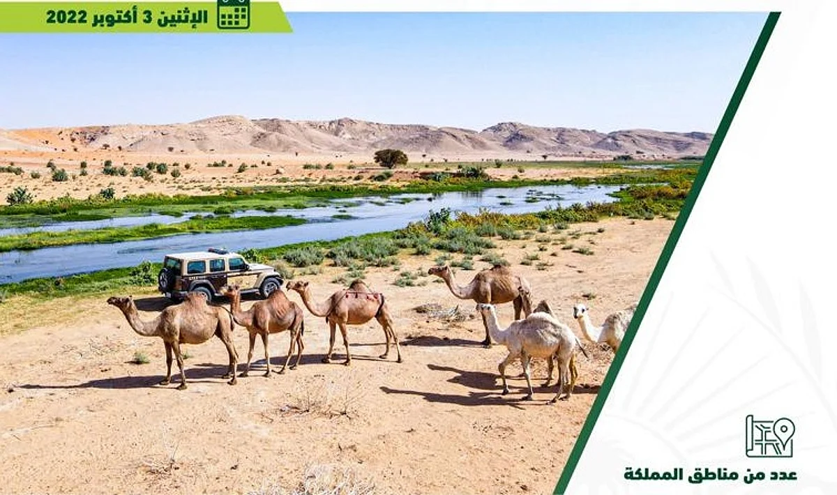 ضبطُ 14 مخالفاً لنظام البيئة ارتكبوا مخالفات رعي في عدة مناطق بالمملكة