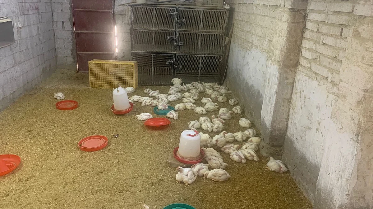 "مكة".. ضبط موقع شعبي لذبح الدواجن عشوائيًّا ومباسط مخالفة بجبل الرحمة والمسفلة