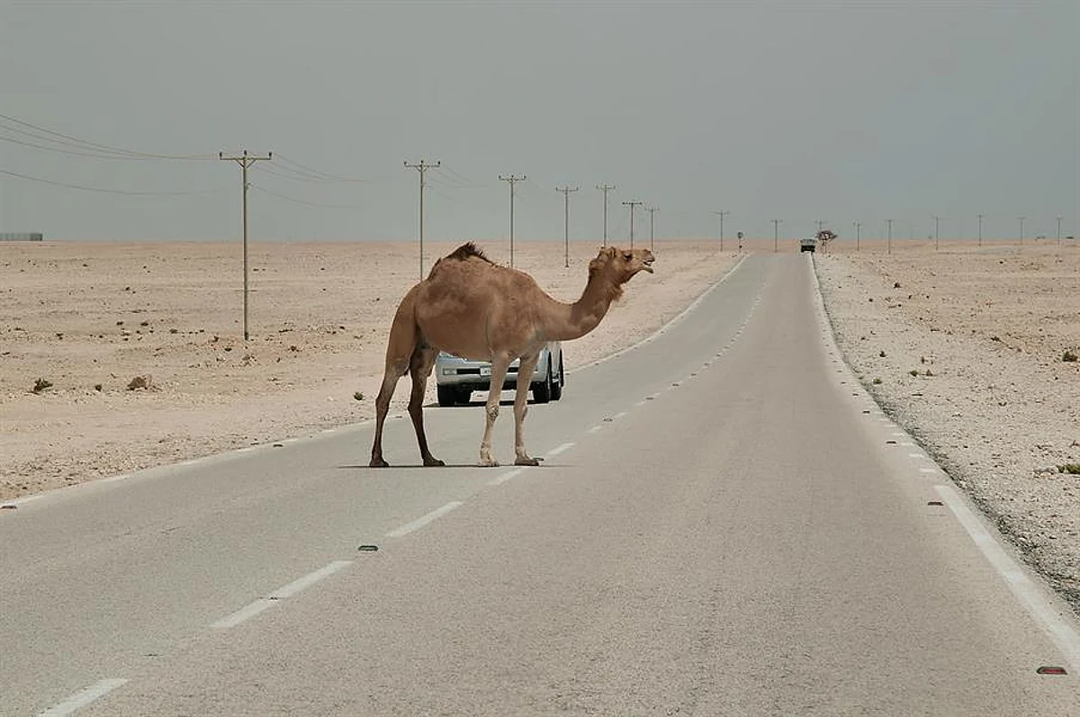 "جمل" يُنهي حياة 5 شبان في الأفلاج .. والأهالي أوقفوا نزيف الدماء بإنارة الطريق