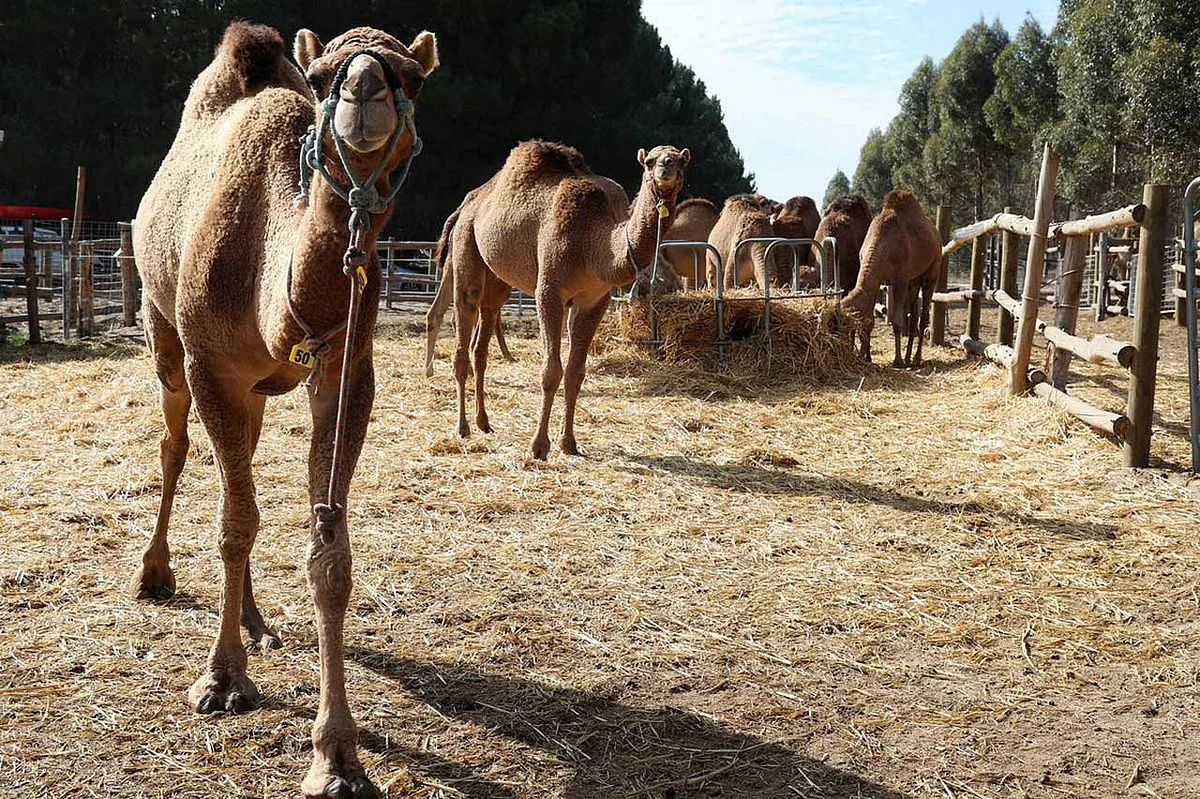 لإنقاذ الإبل من القتل.. مزرعة أسترالية تلجأ لطريقة فريدة ومفيدة
