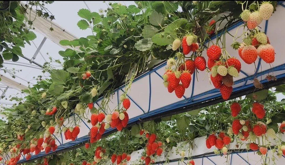 شركة كورية تبني مزرعة الفراولة الذكية في السعودية
