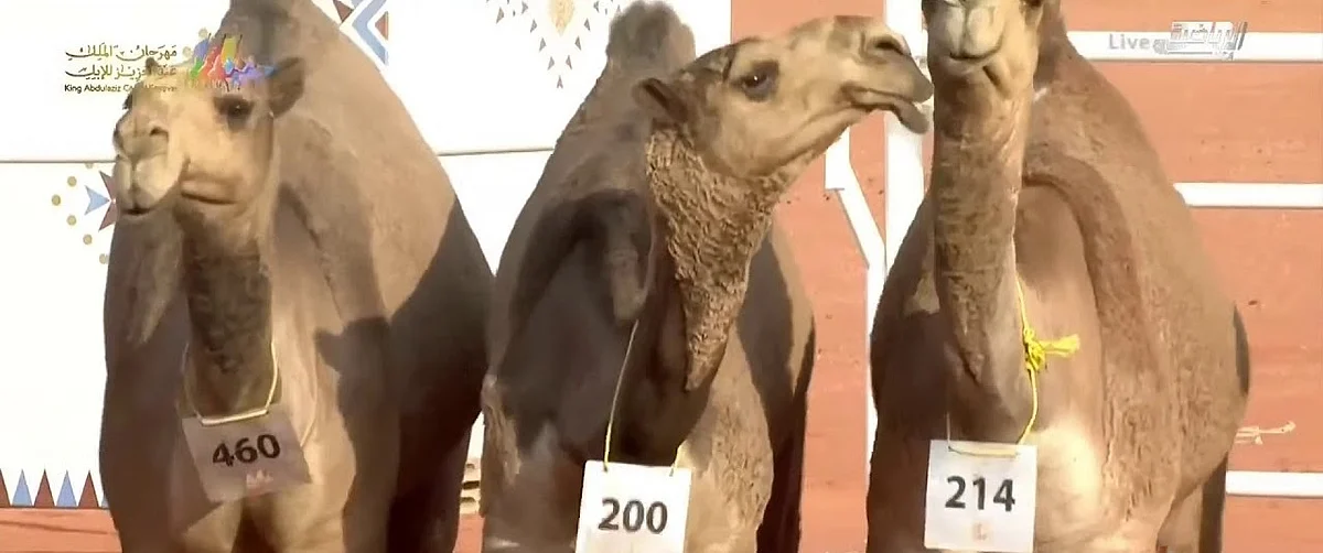 "رمح الشلف" يتصدر في فئة "القعدان دق لون الشعل" بمهرجان الإبل