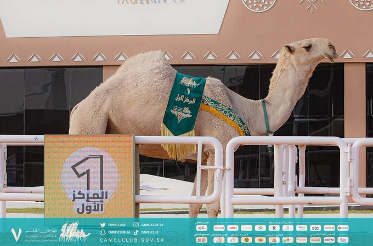 "الموت الحمر" تحقق المركز الأول في شوط جل الشقح بمهرجان الإبل
