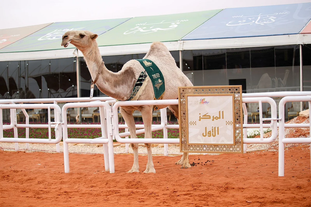 إبل مشاركة بمهرجان الملك عبدالعزيز