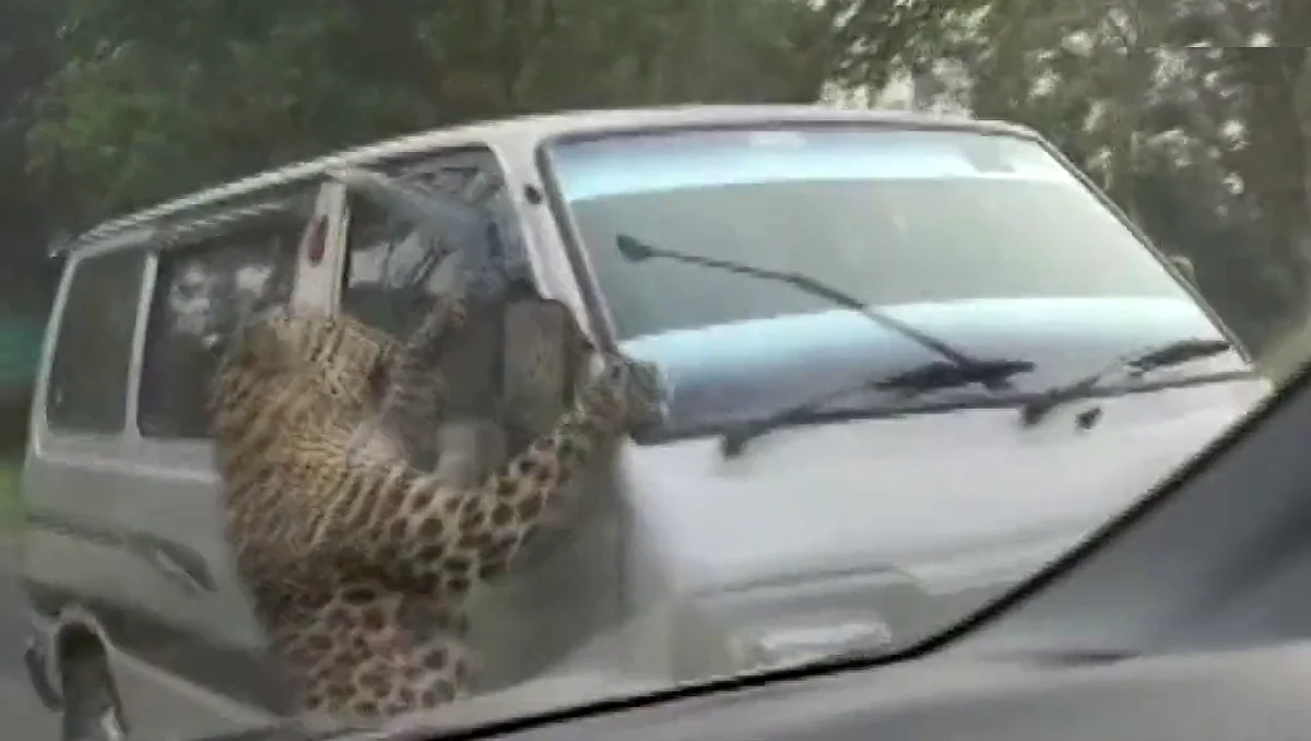 جاع النمر فكشّر عن أنيابه.. شاهد ما فعله الوحش بمجمع سكني في الهند