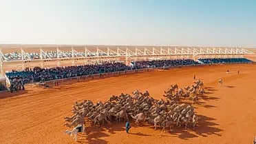 "الراشدي" يحصد المركز الأول في شوط 20 أصيل مهجنات بمهرجان الإبل