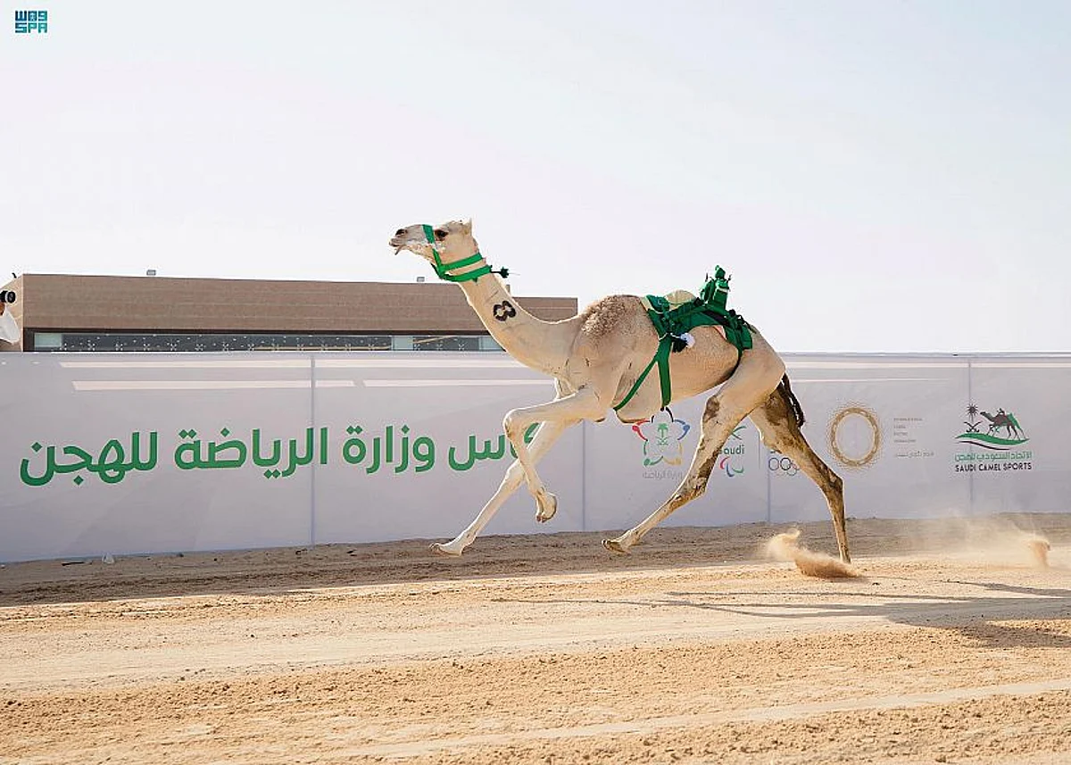 تَعرف على النتائج.. اختتام منافسات "سن الجذاع" في كأس وزارة الرياضة للهجن
