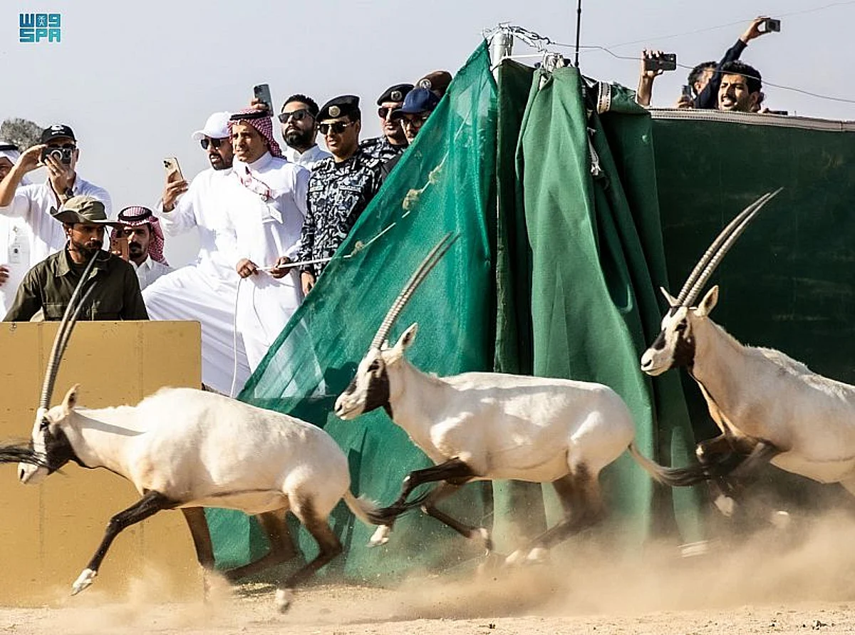 للمرة الأولى منذ 100 عام.. "المها العربي" في محمية نيوم