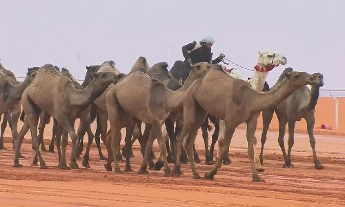 "صفر الجزيرة" لمالكها الكويتي بدر المطيري تتصدر شوط شلفا ولي العهد لون الصفر