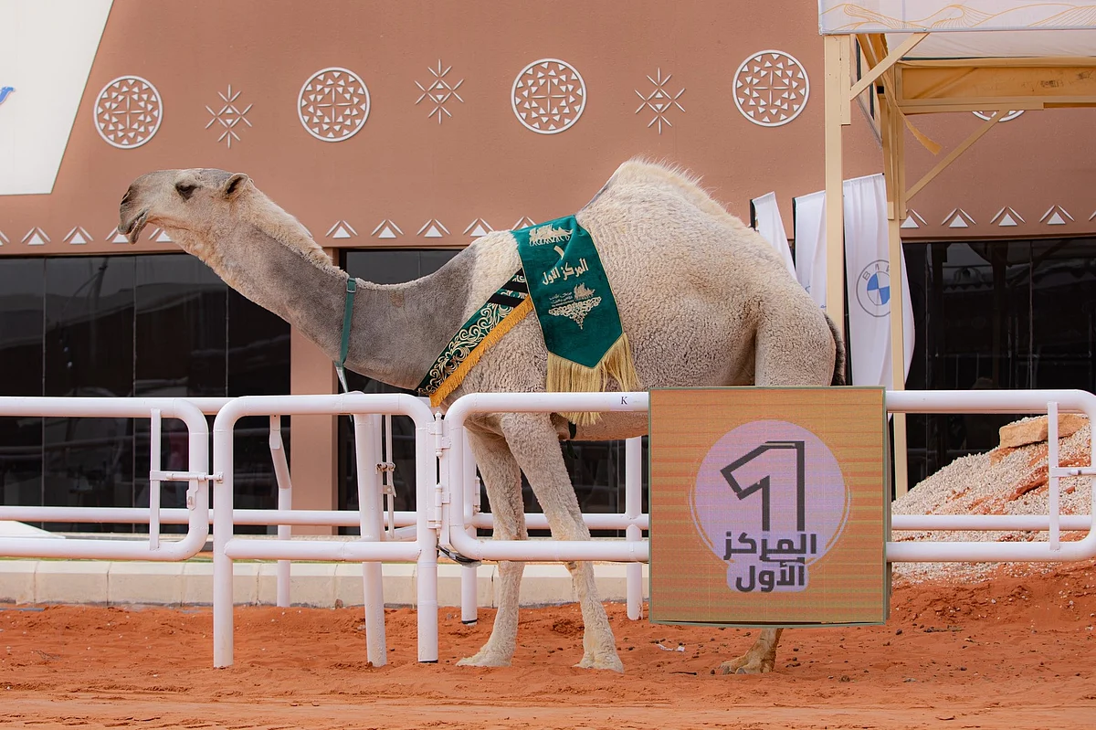 خلال يومين.. صفقتا شراء بأكثر من 200 مليون ريال في مهرجان الملك عبدالعزيز للإبل