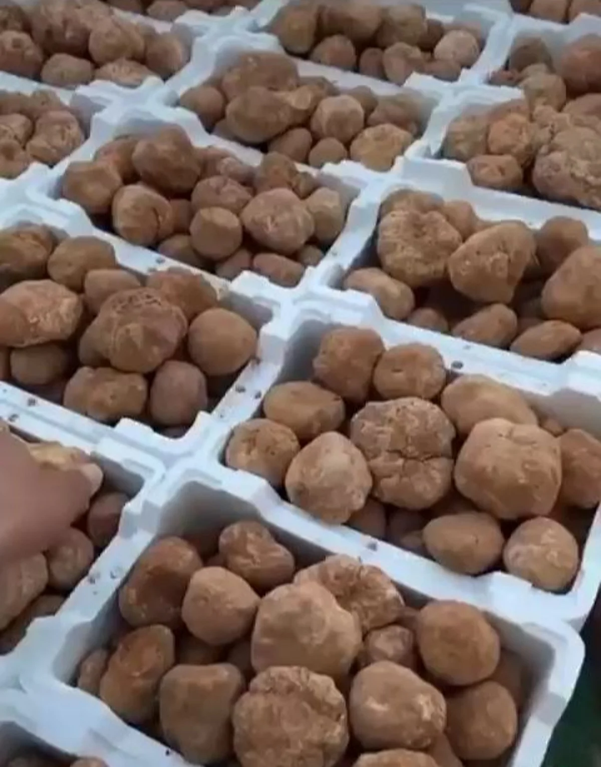وقت ظهور الفقع بعد هطول أمطار الوسم