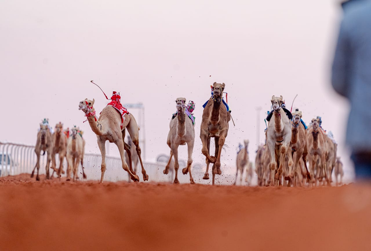 جانب من منافسات مهرجان الإبل