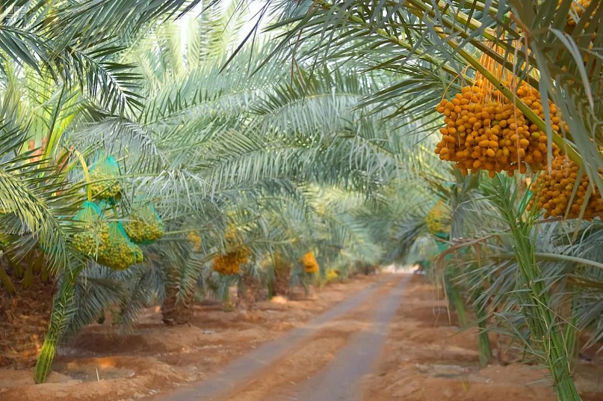 تبوك.. فحص أكثر من 100 ألف نخلة خلال ديسمبر