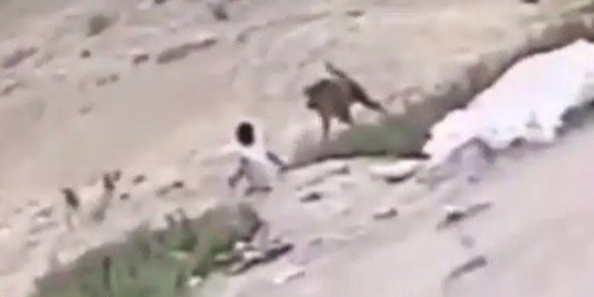بزيارة وهدايا ومبادرة مكافحة.. هكذا تفاعلت قصة "ضحية كلاب الأحساء"