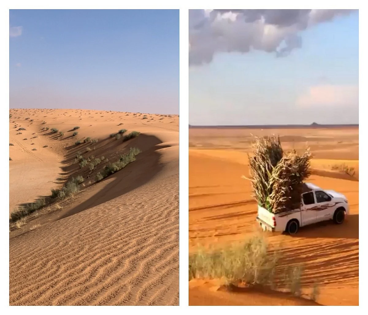 "الأمن البيئي" ينقذ الصحراء ويعيد لها الحياة.. و"اليوسفي": بيئتنا لا تتحمل الرعي