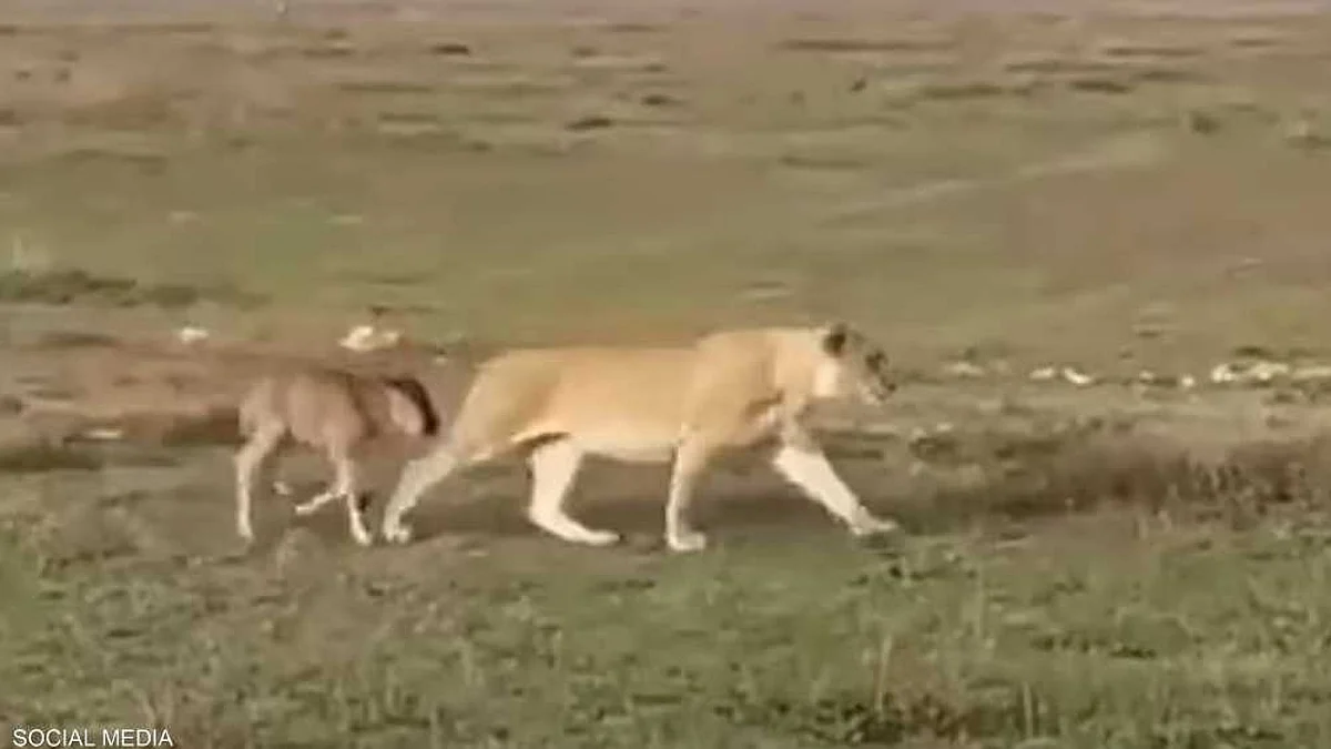 فيديو لا يُصدَّق.. شاهد ما فعلته لبؤة مع عجل صغير