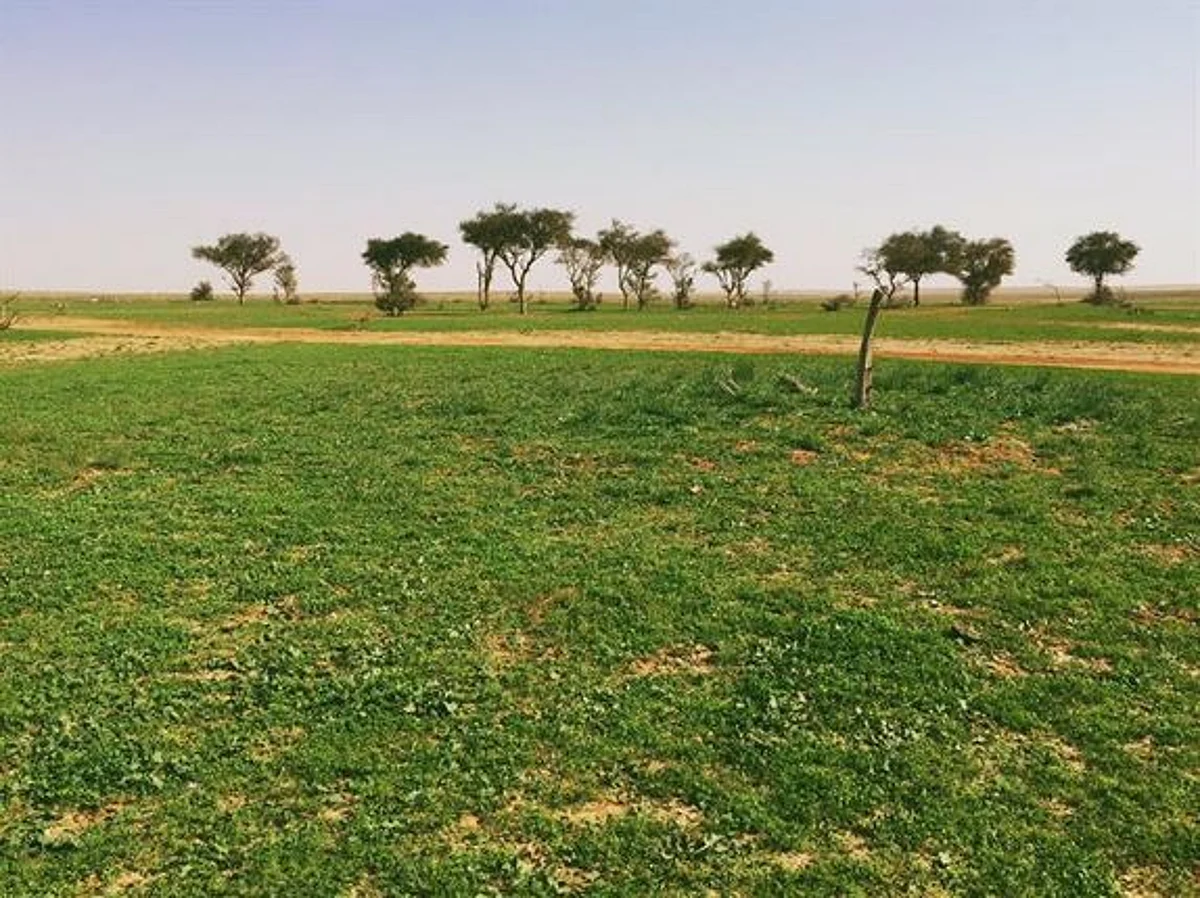 زراعة 400 ألف شتلة من الأشجار المحلية في محمية الإمام تركي بن عبدالله