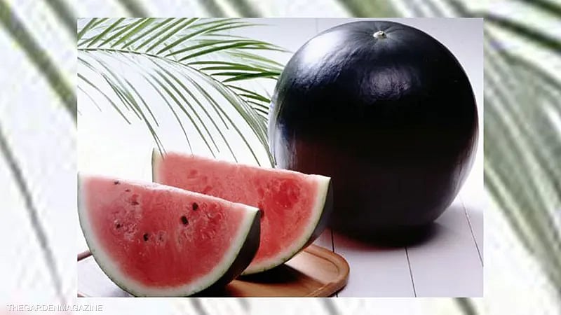 ���� ���� "������ ������"� sabq/2022-04/3a3