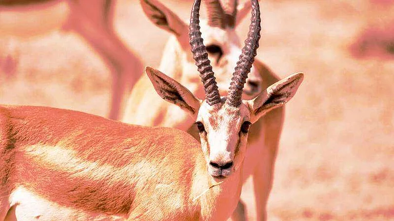 التصحر والجفاف.. يحدث لغزلان الريم sabq/2022-06/281