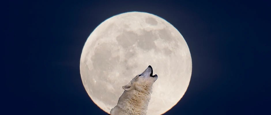 2023.. "��� �����" ������ ����� sabq/2023-01/2c8