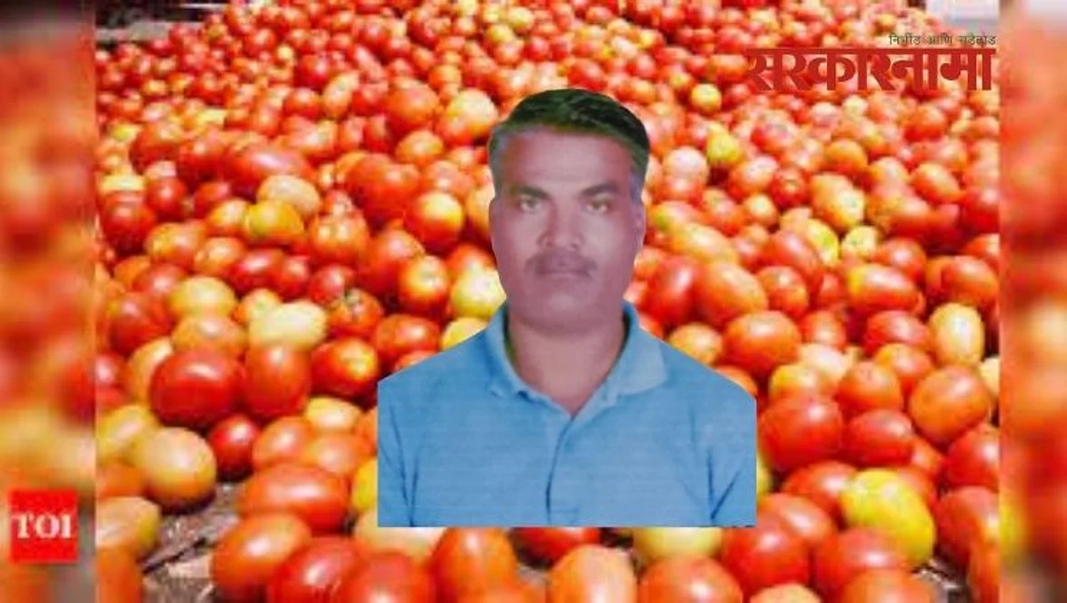 नाशिकच्या टोमॅटो उत्पादक शेतकऱ्यांना ७० लाखांचा गंडा