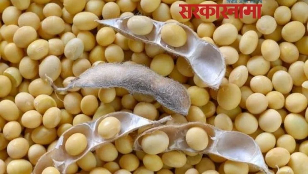 soybean