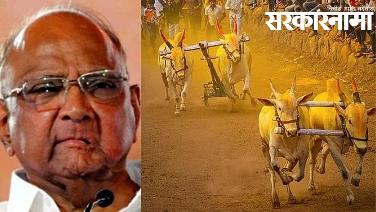 बैलगाडा शर्यती पाहण्यासाठी शरद पवार येणार होते; पण...