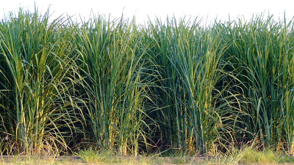 Sugercane