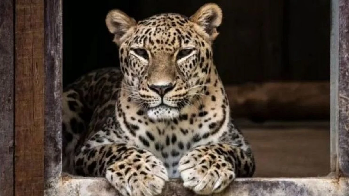 Junnar Leopard safari Latest News