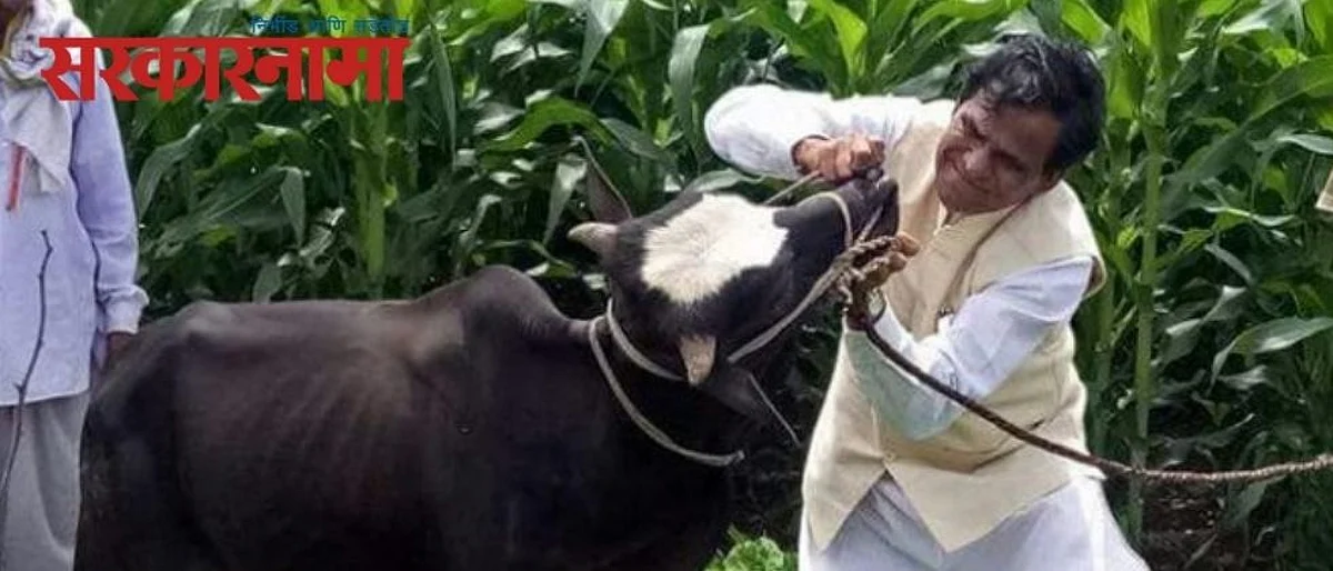 सांड, बैल अन् रावसाहेब दानवे..