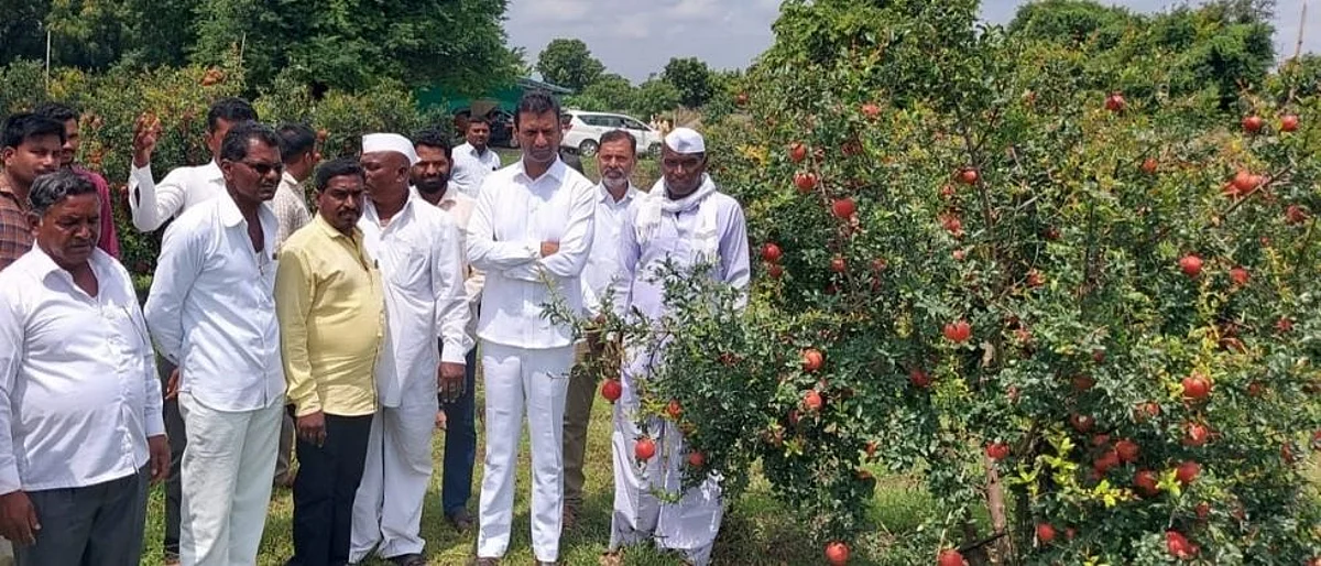 मंत्री गडाखांना शेतकऱ्यानी दिली डाळिंब भेट