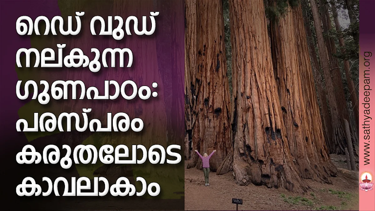 റെഡ് വുഡ് നല്കുന്ന ഗുണപാഠം: പരസ്പരം കരുതലോടെ കാവലാകാം