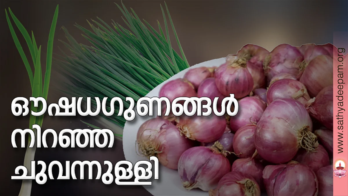 ഔഷധഗുണങ്ങള് നിറഞ്ഞ ചുവന്നുള്ളി