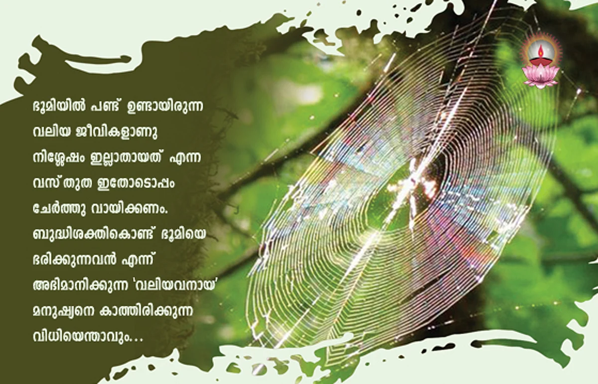എട്ടുകാലിവലയിലൂടെ കാണുന്ന മഴവില്ല്