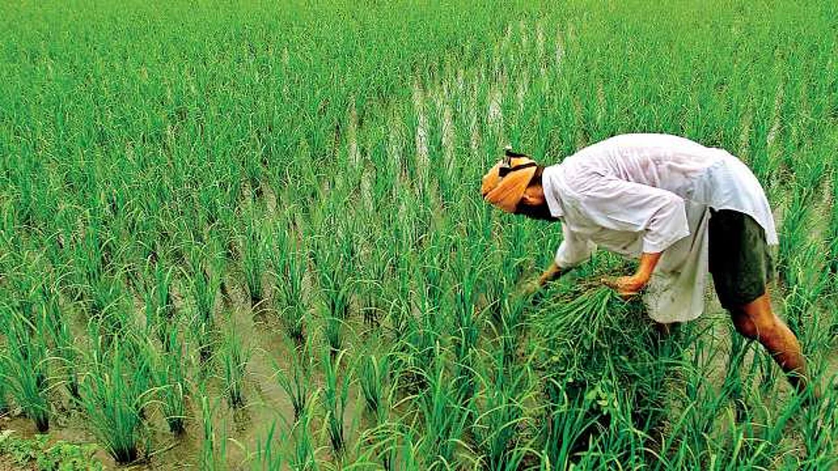 Know the Reason for Celebrating Farmer’s Day on 23 December…
