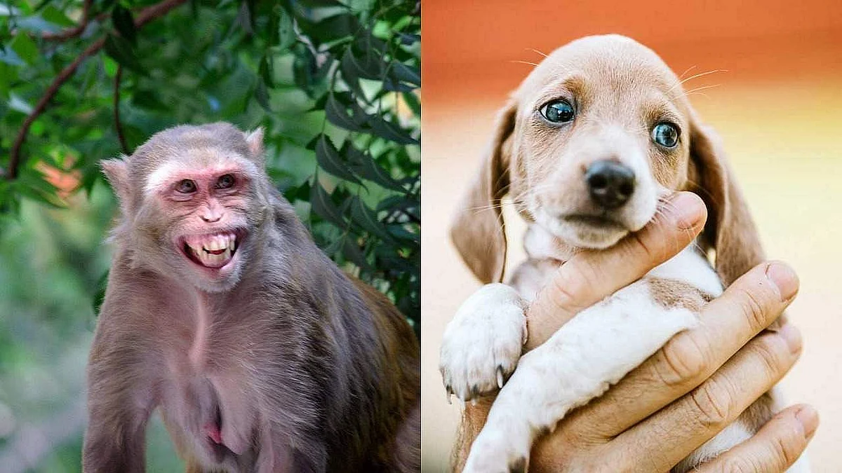 Did Monkeys really Kill Puppies for Revenge? Know the Truth here...