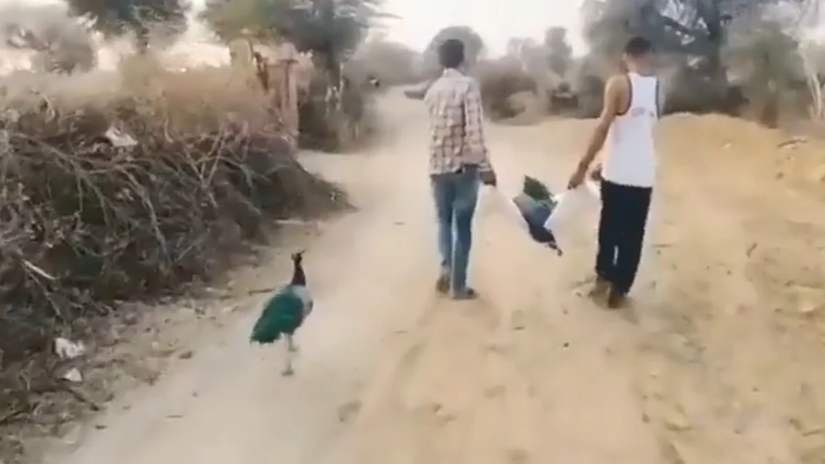 Peacock following its partner