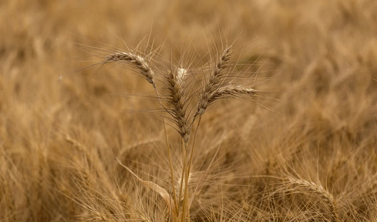 Russia-Ukraine War Impact: India Expected to Export 10 Million Tons of Wheat in 2022