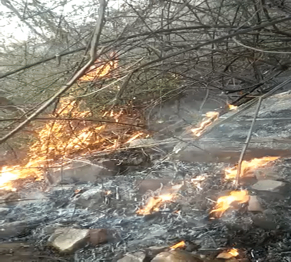 Fire in Sariska: Heat Waves Wreak Havoc on Forest and Wildlife