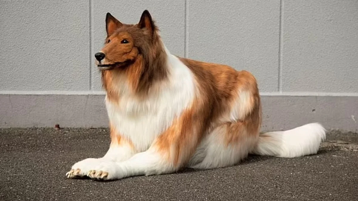 A Person Became A 'Dog' In 12 Lakhs, Know How?