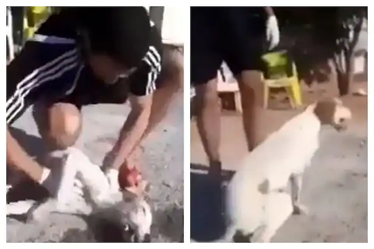 Kind Man Gives CPR to Dog and Saves Its Life After It Collapses | Watch