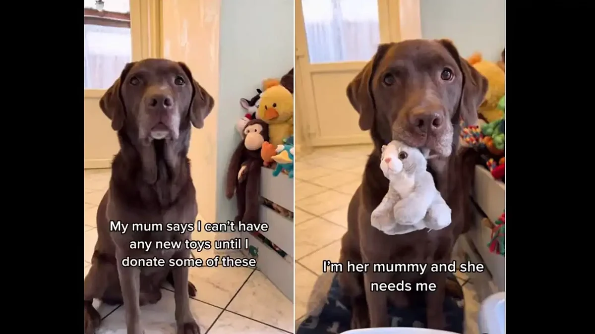 Dog Refuse To Go Beach Without His Toys, Watch How He Reacts